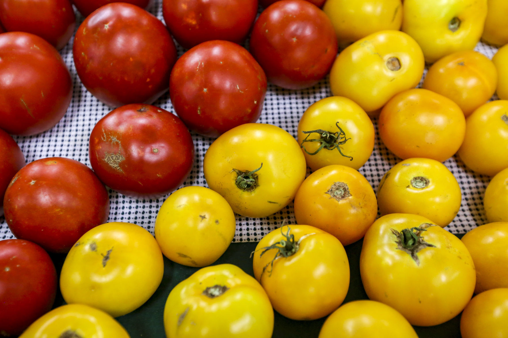 073117-HEALTHY-HARVEST-004